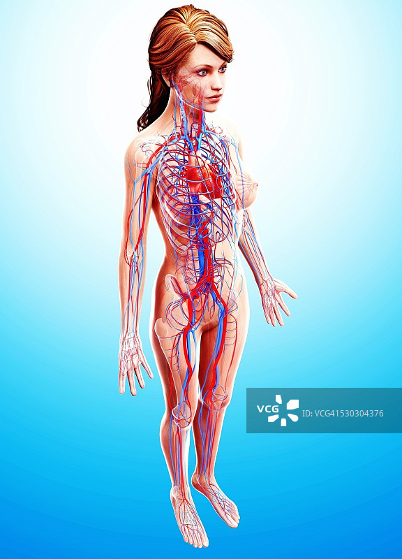 女性心血管系统电脑图图片素材