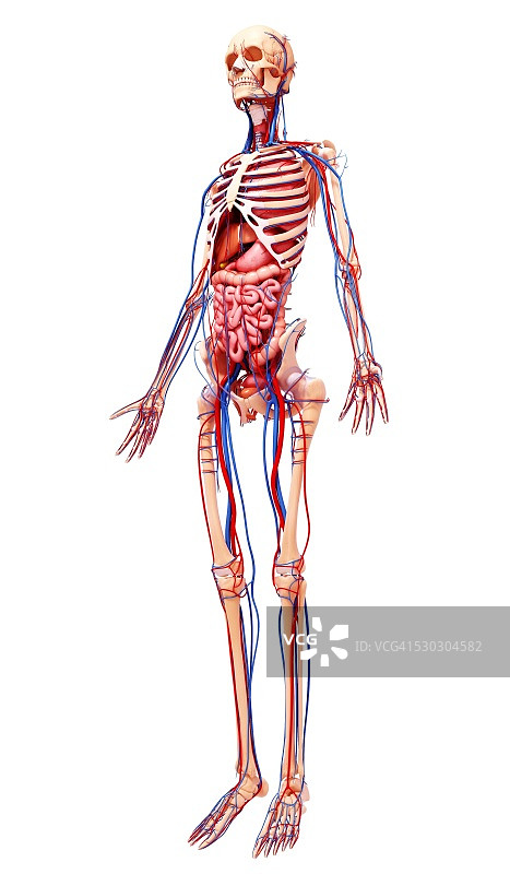 女性解剖学，电脑艺术作品。图片素材