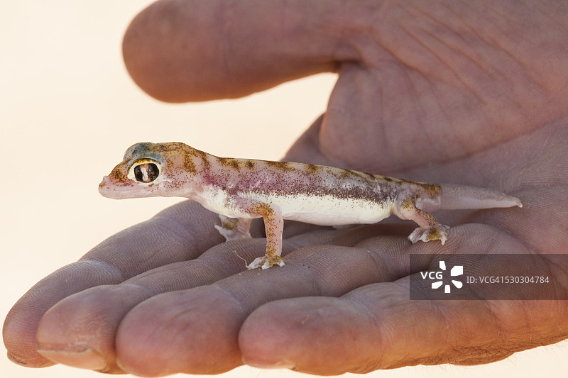 纳米比亚沙漠：白人男子手中的彩色沙壁虎图片素材