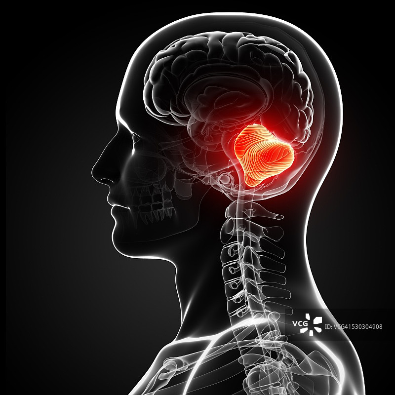 男性大脑计算机图图片素材