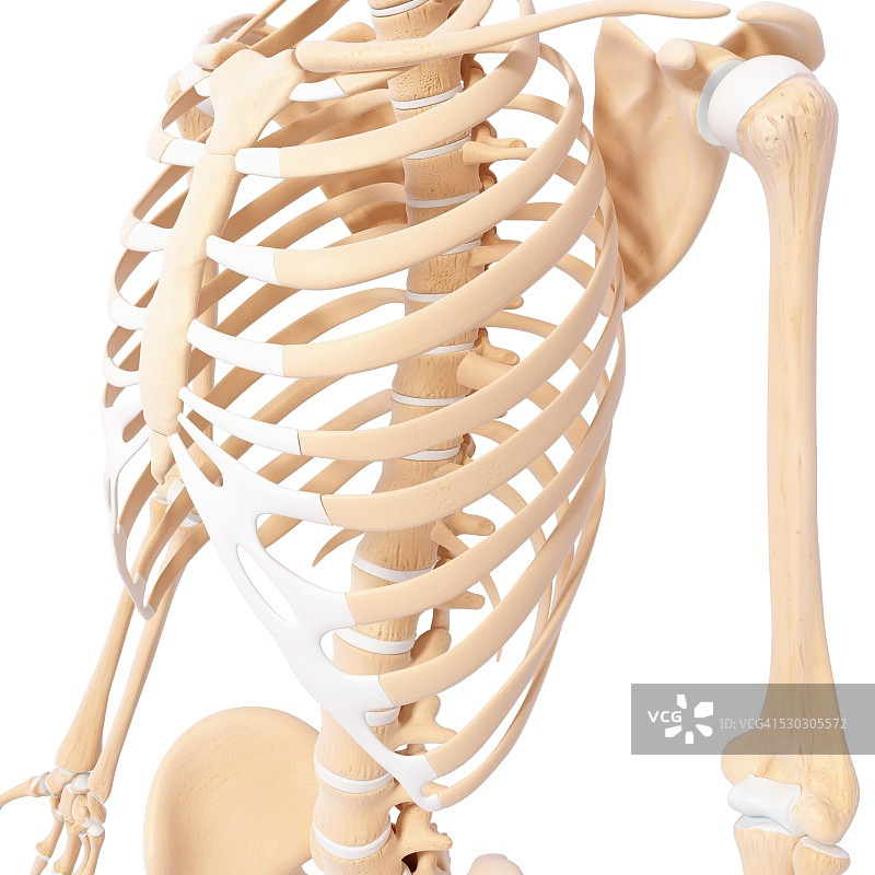 人体骨骼，电脑艺术品。图片素材