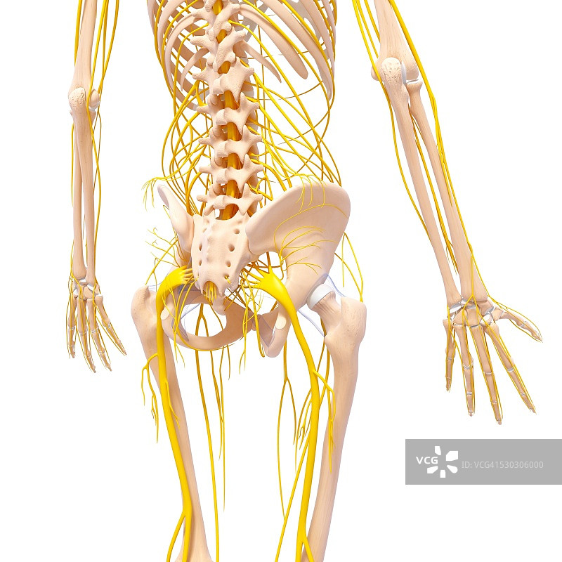 人的神经系统，电脑艺术作品图片素材