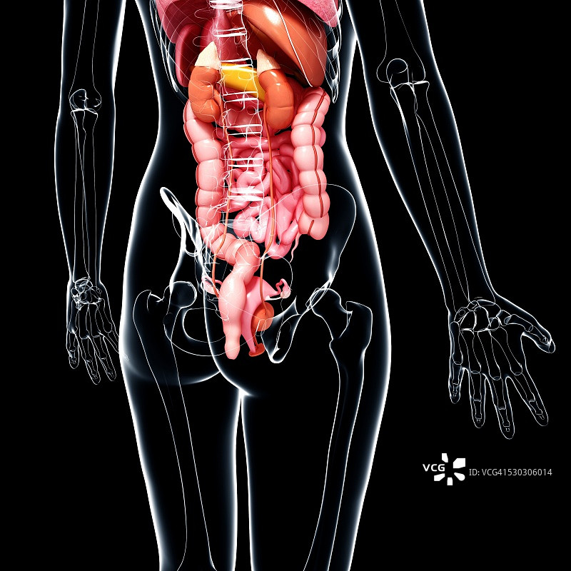 女性解剖学，电脑艺术作品。图片素材