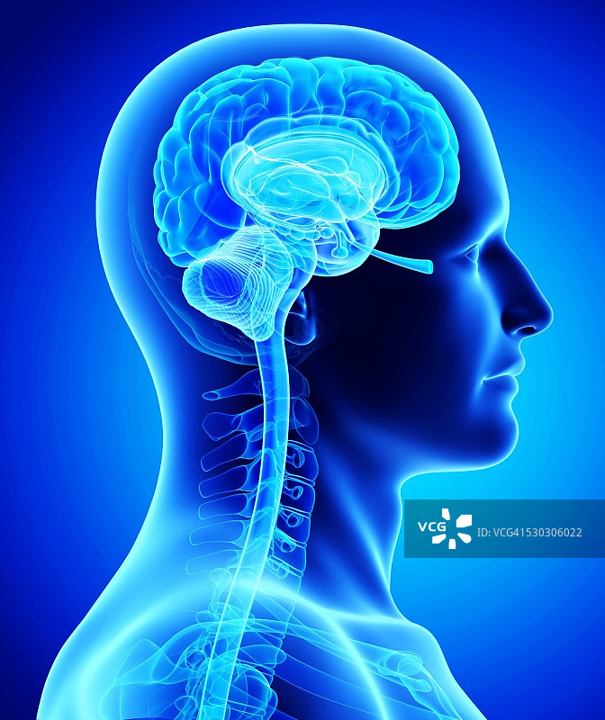 男性大脑计算机图图片素材