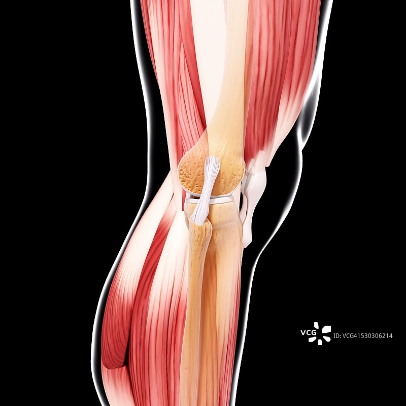 人类腿部肌肉组织，电脑艺术品。图片素材