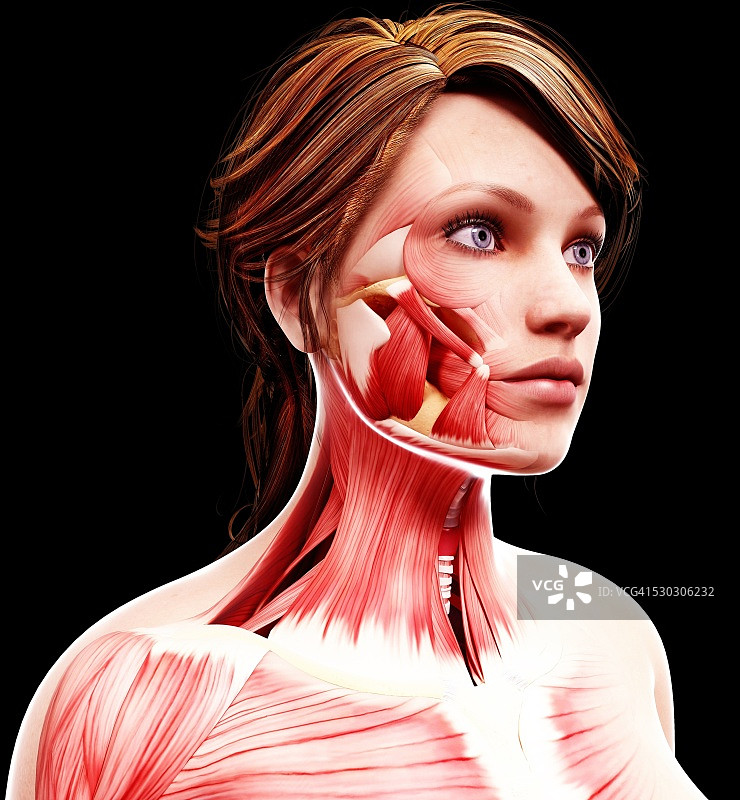 女性头部肌肉结构，电脑艺术作品图片素材