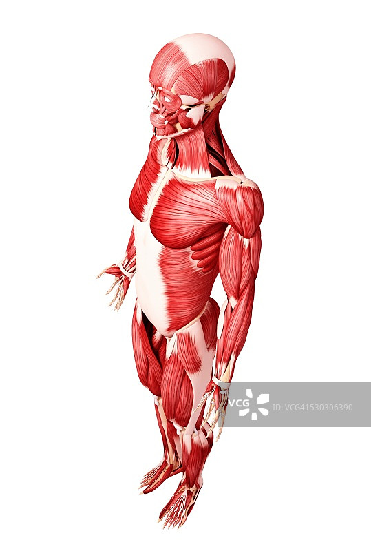 人类肌肉组织，电脑艺术品。图片素材