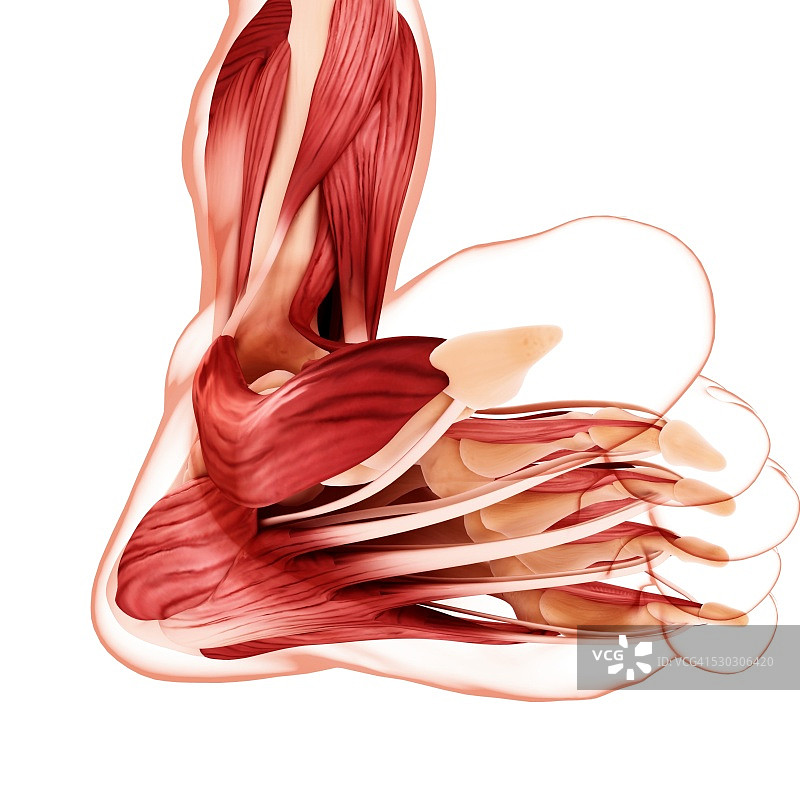 人类足部肌肉组织，电脑艺术作品图片素材