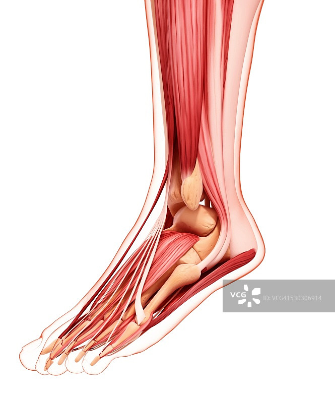 人类足部肌肉组织，电脑艺术作品图片素材