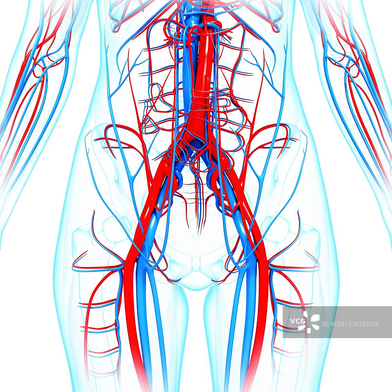 人类心血管系统，电脑艺术作品图片素材