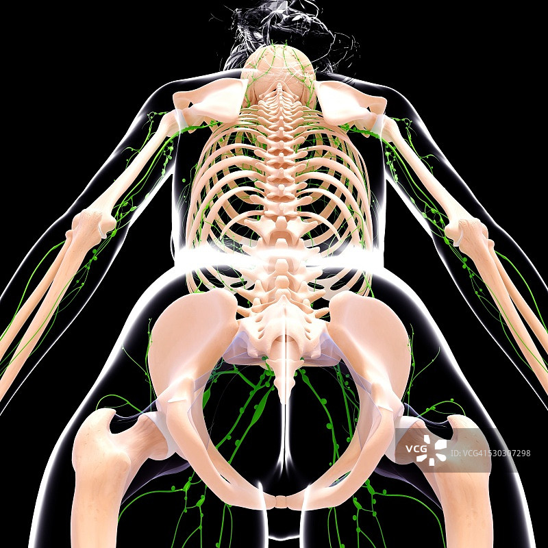 女性淋巴系统电脑图图片素材