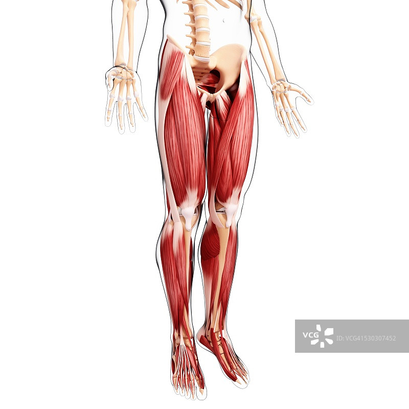人类腿部肌肉组织，电脑艺术品。图片素材