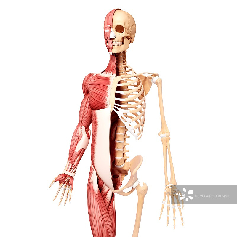 人类肌肉组织，电脑艺术品。图片素材