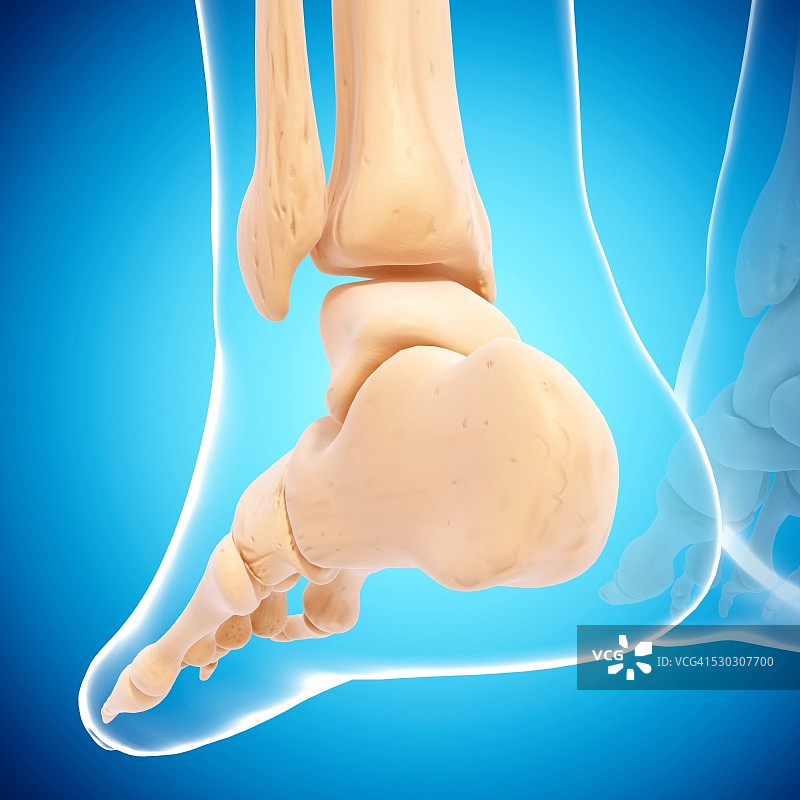 人类足部骨骼电脑图图片素材