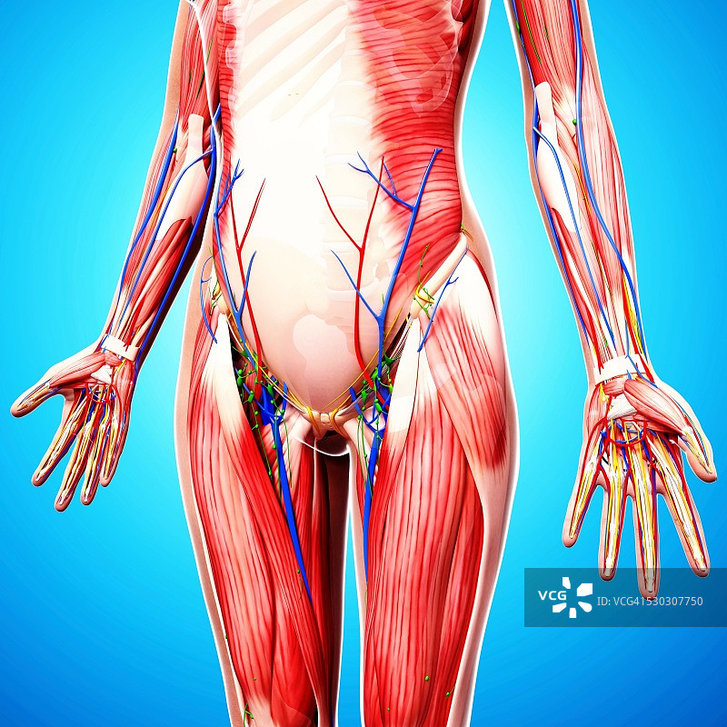 人体解剖计算机艺术作品图片素材