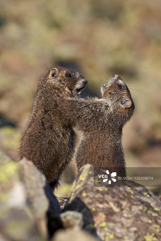 黄腹旱獭幼崽，美国科罗拉多州圣胡安国家森林图片素材