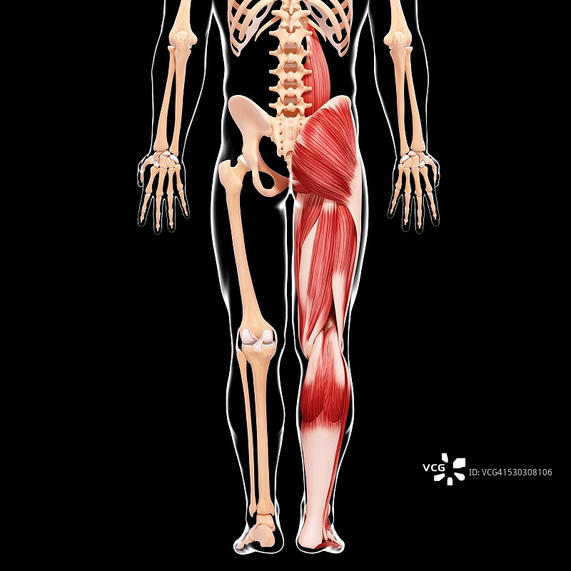 人类腿部肌肉组织，电脑艺术品。图片素材