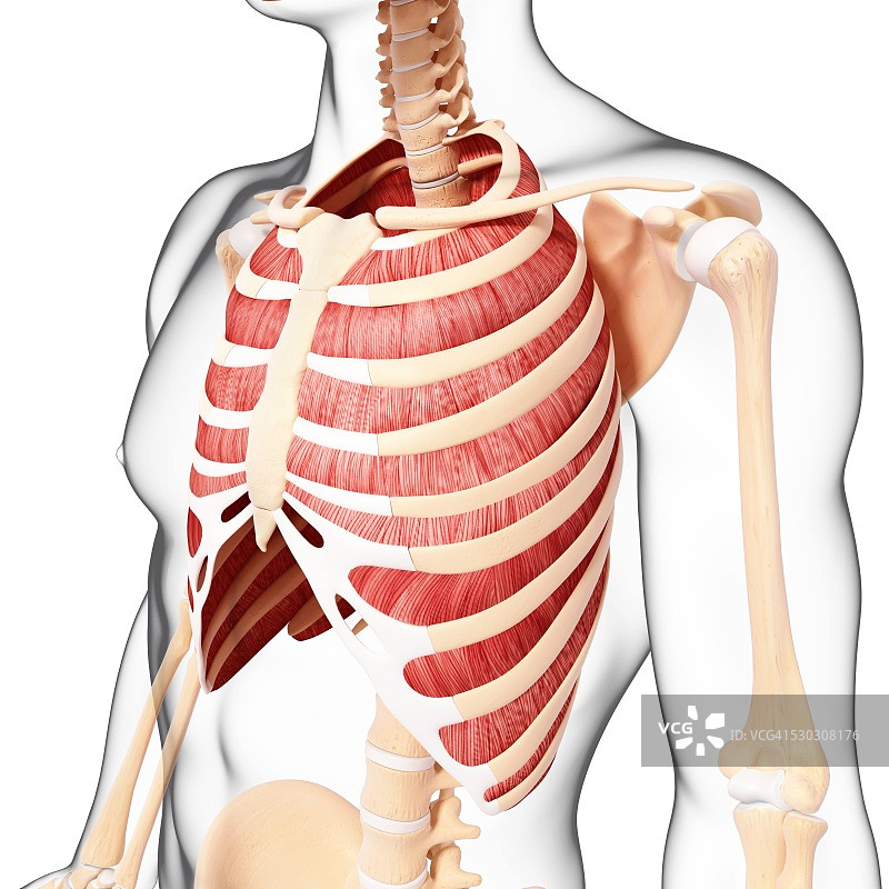 人类肌肉组织，电脑艺术品。图片素材
