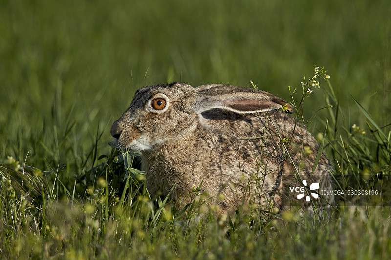 美国科罗拉多州草原上的黑尾兔图片素材