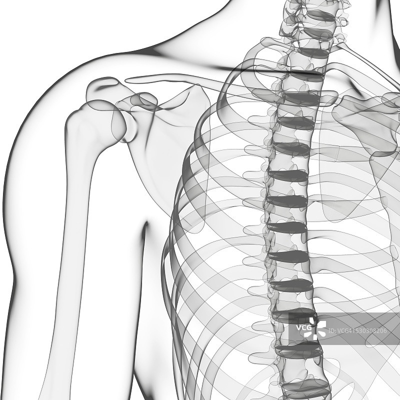 人体骨骼，电脑艺术品。图片素材