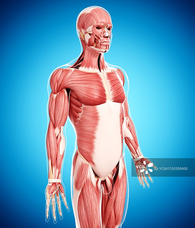 人类肌肉组织，电脑艺术品。图片素材