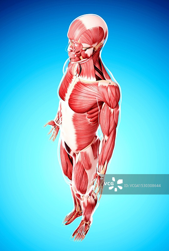 人类肌肉组织，电脑艺术品。图片素材