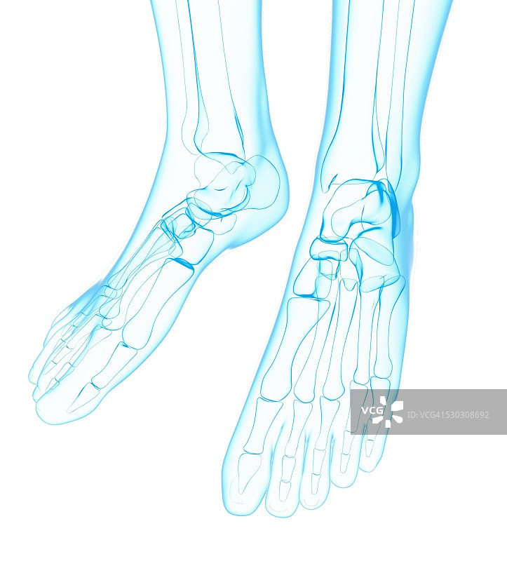 人类足部骨骼电脑图图片素材