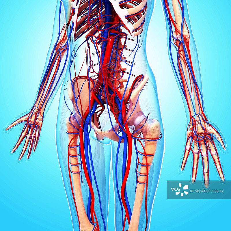 人类心血管系统，电脑艺术作品图片素材