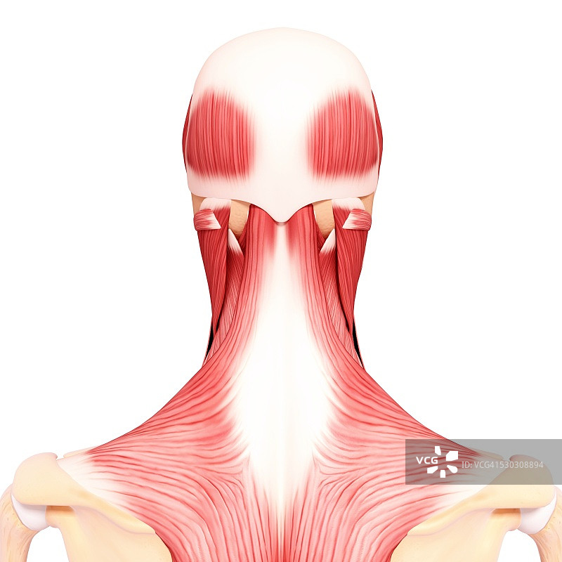 人类肌肉组织，电脑艺术品。图片素材