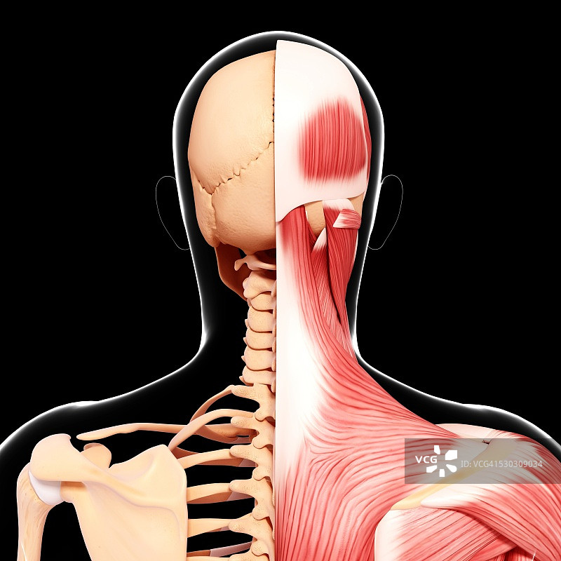 人类肌肉组织，电脑艺术品。图片素材