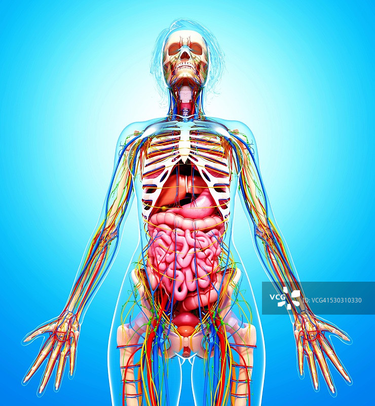 女性解剖学，电脑艺术作品。图片素材