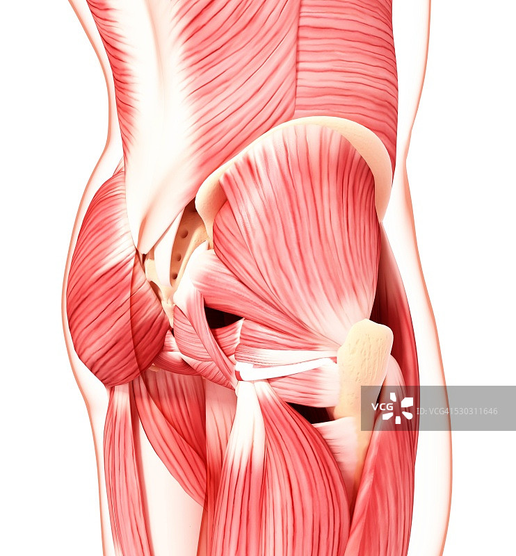 人体臀部肌肉结构电脑艺术图图片素材