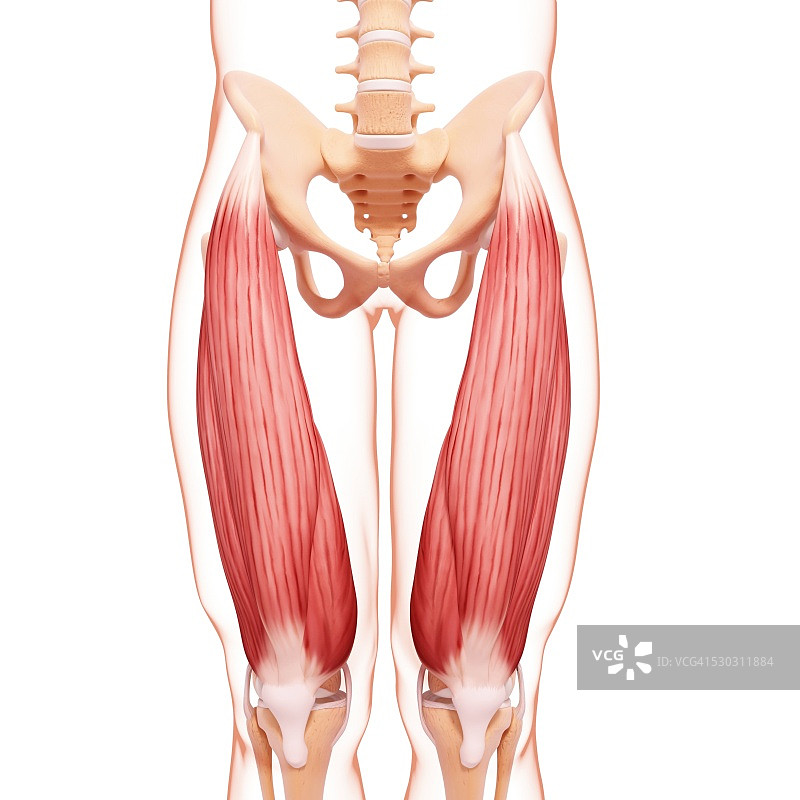 人类腿部肌肉组织，电脑艺术品。图片素材