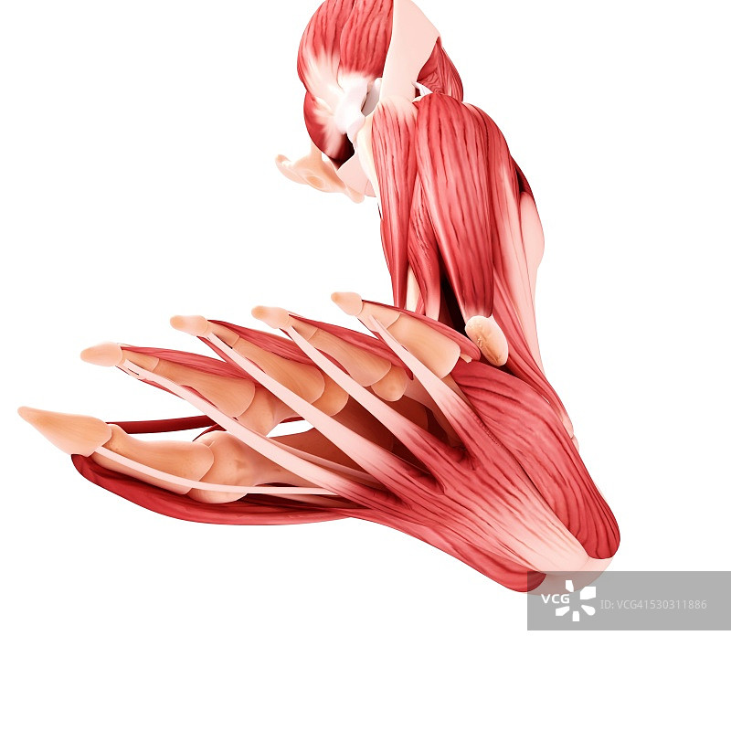 人类腿部肌肉组织，电脑艺术品。图片素材