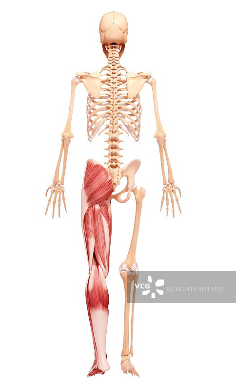 人类腿部肌肉组织，电脑艺术品。图片素材