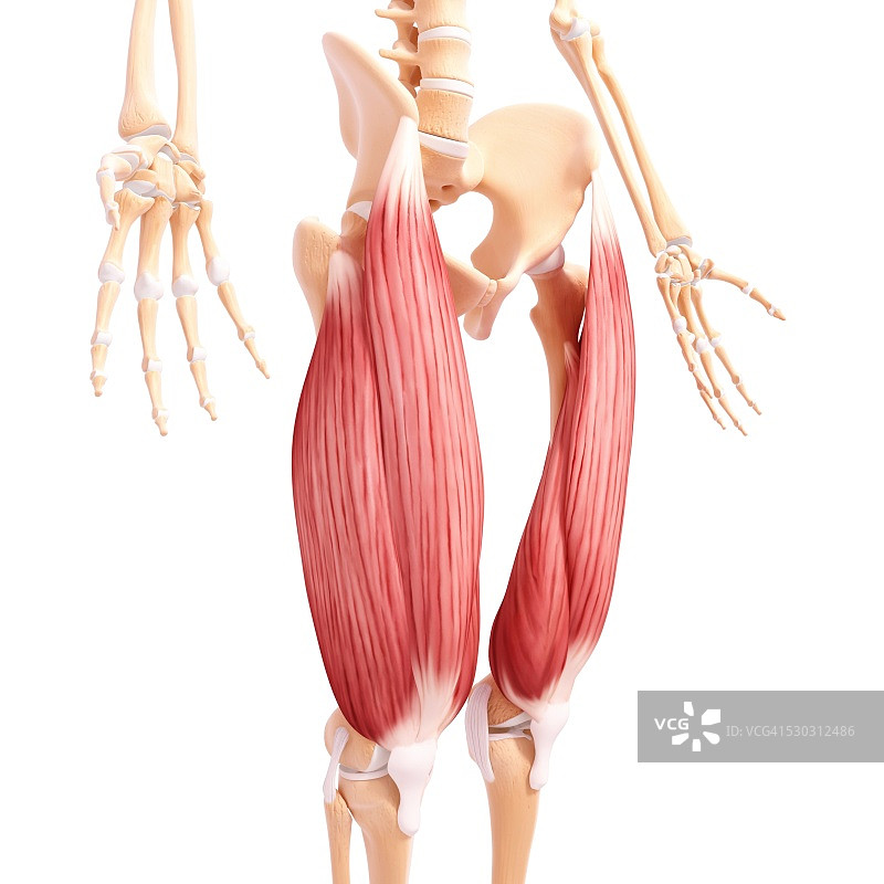 人类腿部肌肉组织，电脑艺术品。图片素材