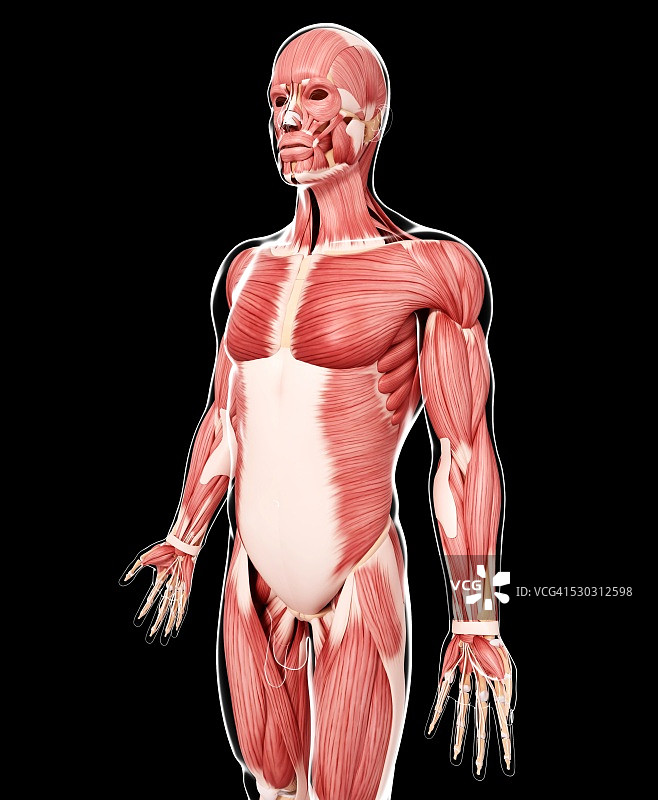 人体骨骼，电脑艺术品。图片素材