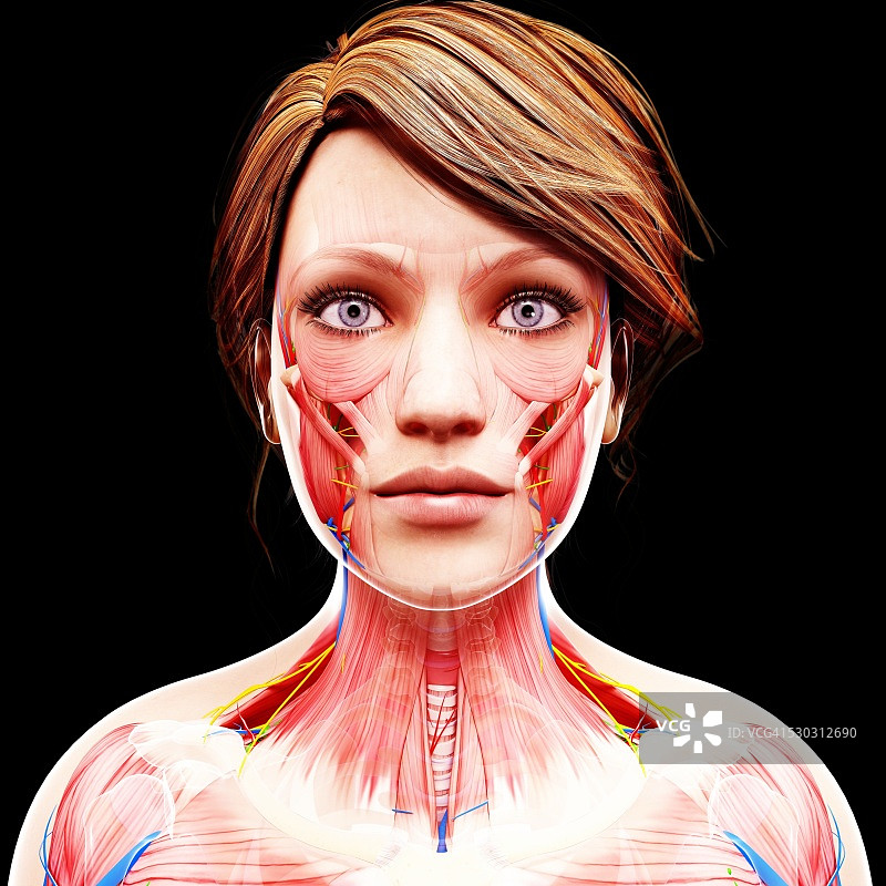 女性解剖学，电脑艺术作品。图片素材