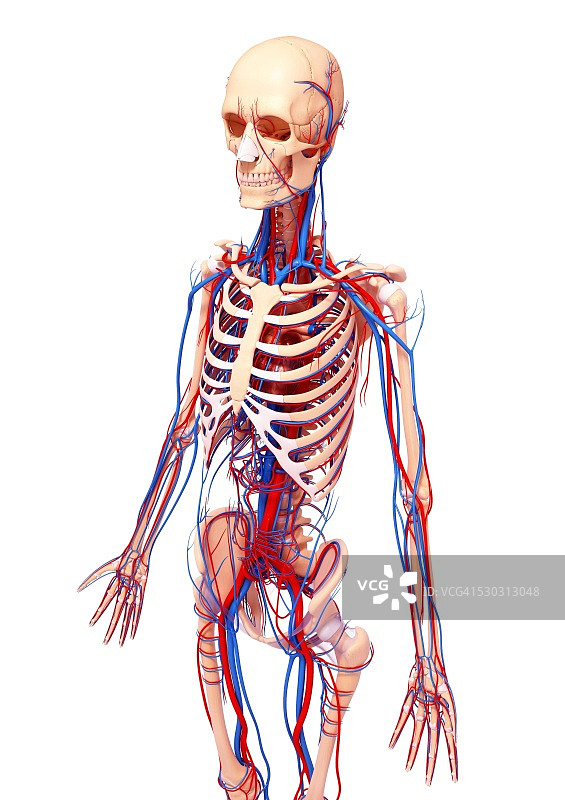 人类心血管系统，电脑艺术作品图片素材