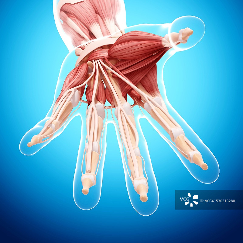 人手肌肉组织电脑艺术图图片素材