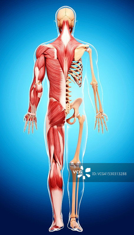 人类肌肉组织，电脑艺术品。图片素材