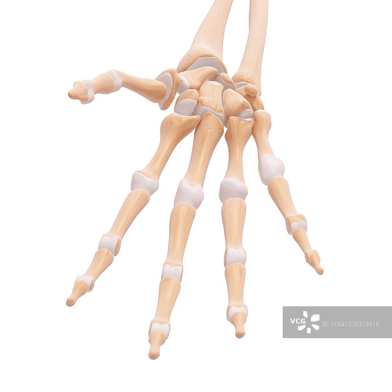 手部骨骼电脑艺术图图片素材