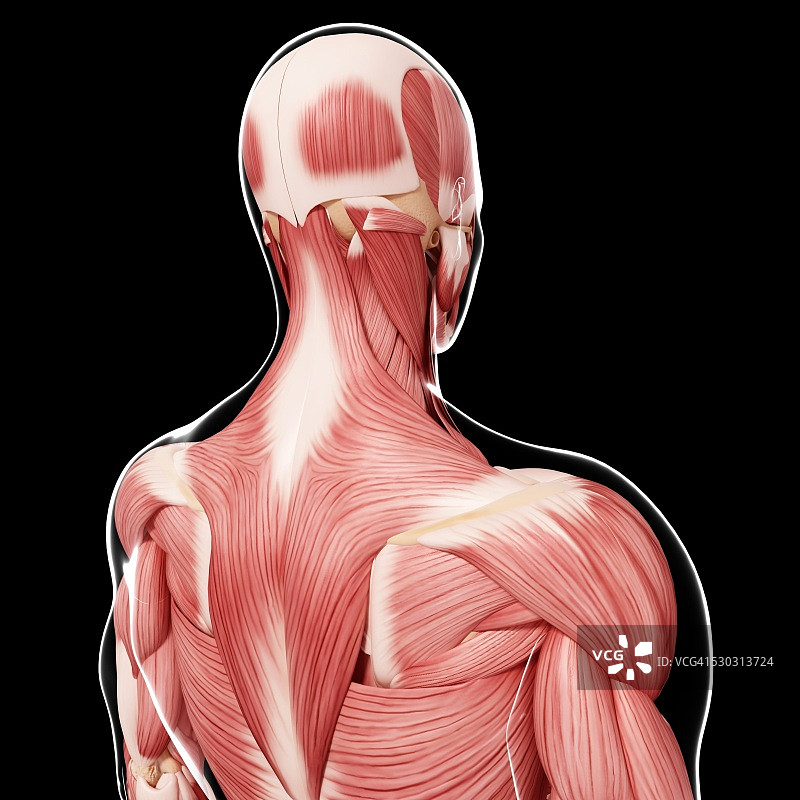 人类肌肉组织，电脑艺术品。图片素材