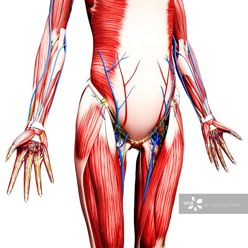 人体解剖计算机艺术作品图片素材