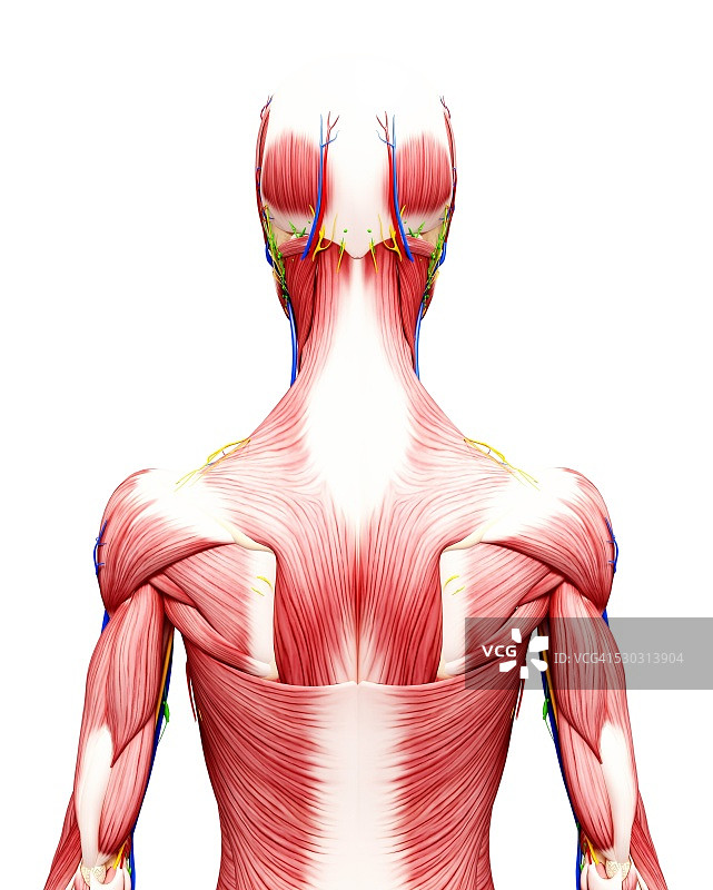 人体解剖计算机艺术作品图片素材