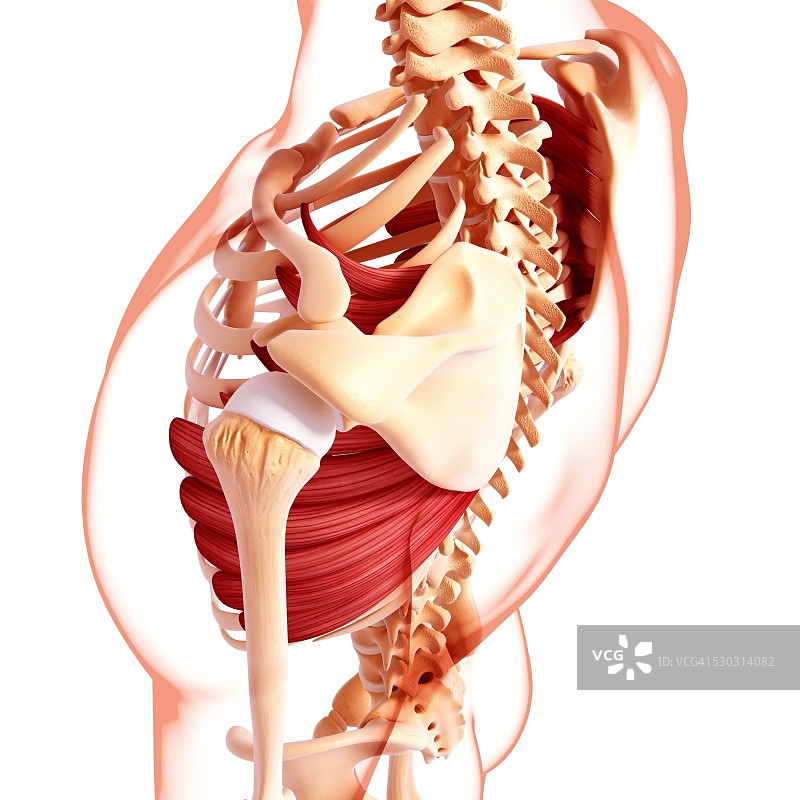 人类肌肉组织，电脑艺术品。图片素材