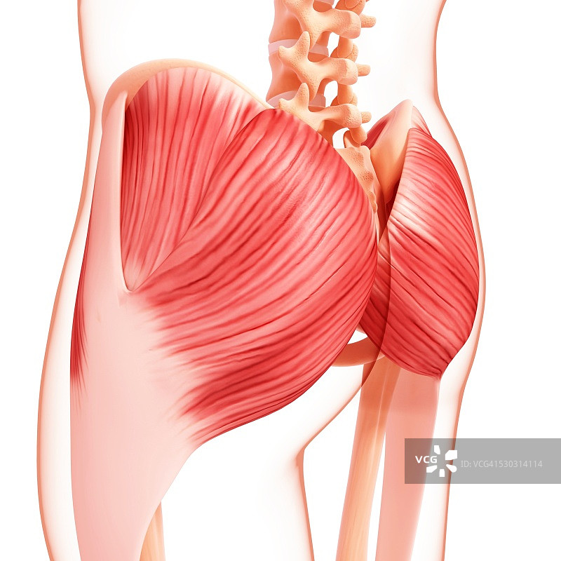 人体臀部肌肉结构电脑艺术图图片素材