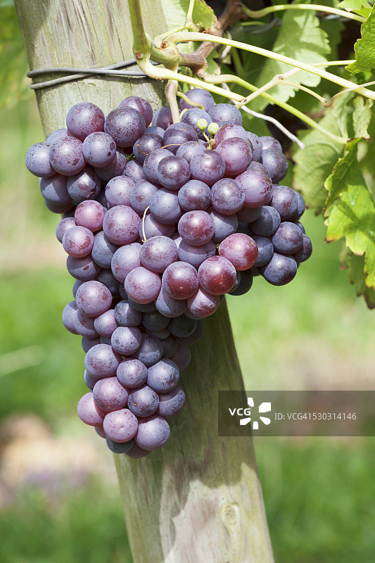 红酒葡萄，乌尔巴赫，巴登-符腾堡州，德国，欧洲图片素材