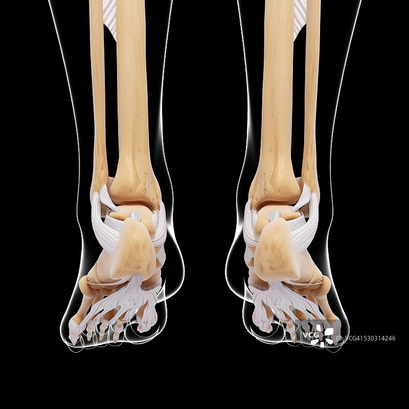 人类足部骨骼电脑图图片素材