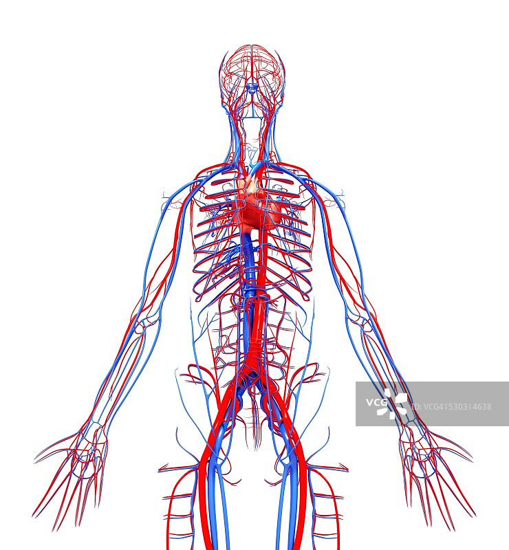 人类心血管系统，电脑艺术作品图片素材
